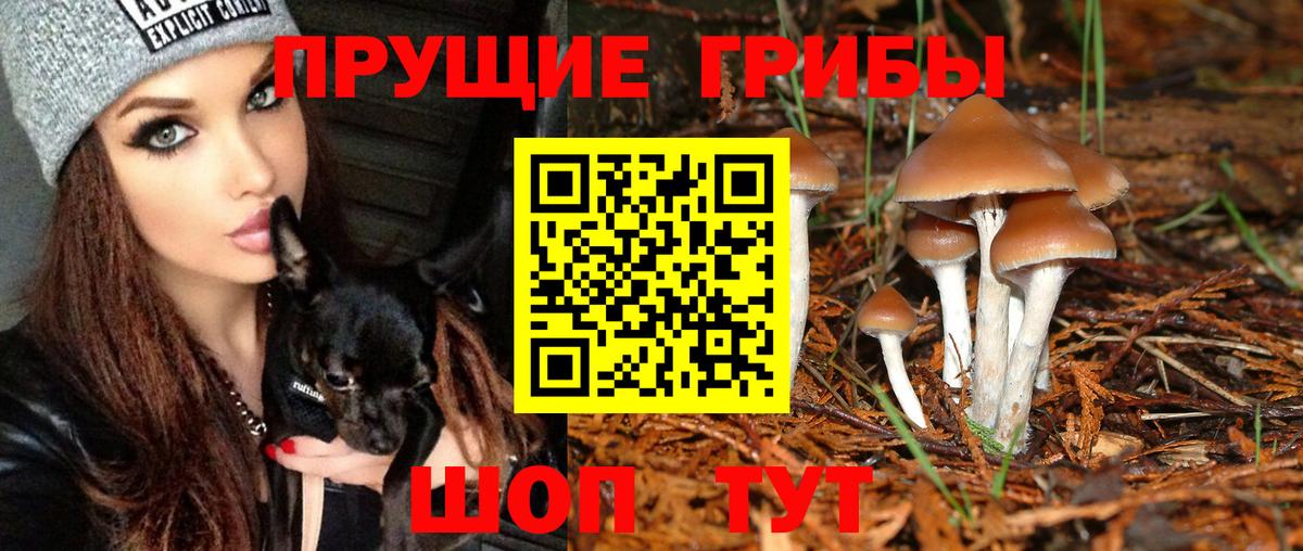 Псилоцибиновые грибы GOLDEN TEACHER  цены   Ликино-Дулёво  Галлюциногенные грибы GOLDEN TEACHER  Вход с VPN 